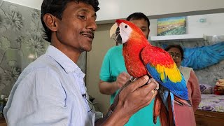 Most Beautiful And Colorful Birds Parrots In The World The Scarlet Macaw [upl. by Yl]