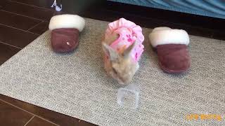 Funny baby bunny Lele BunnySubscribe and Like ❤️this little boy [upl. by Whitver]