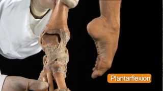 Ankle Joint  Anatomy Tutorial [upl. by Natan477]