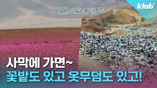 매년 4만 t씩 쌓이는 옷 세계에서 가장 건조한 곳에서 10년에 한 번 기적처럼 피는 꽃 ｜크랩 [upl. by Vas]