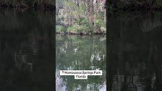 Homosassa Springs Wildlife State Park Florida [upl. by Aicilaanna]