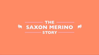 The Saxon Merino story [upl. by Vallonia]