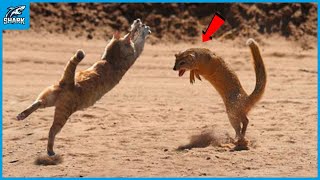 Look What Happened When This Weasel Attacked Cat [upl. by Ozzie]