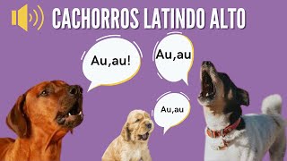 Som sonoro Cachorros Latindo latindorosnando  Latindo Alto [upl. by Wolliw300]