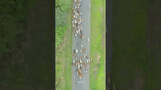 Group of Cows Herded Between Cars cars cow herd nature road group hawistudios beauty HA09507 [upl. by Atinej]