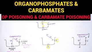 Autonomic Pharmacology  7  Organophosphates amp Carbamate Poisoning  EOMS [upl. by Byers]