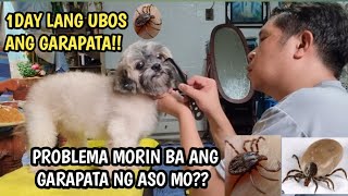 Pinaka Mabisang Pamatay Ng Garapata Ng ASOTICK AND FLEA TREATMENT [upl. by Leahsim]