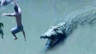 Natures Most Brutal Crocodile Attacks [upl. by Blondy]