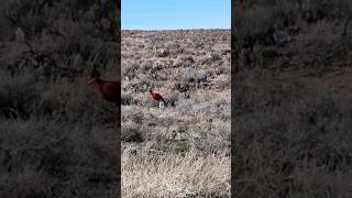 4570 Lever Action hitting steel at 100 yards Rocking the Target [upl. by Erinn796]