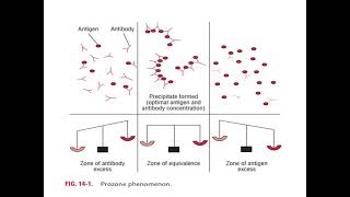 ANTIGENANTIBODY REACTION [upl. by Atiuqnahs]