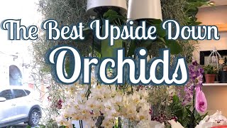 The Upside Down Orchids [upl. by Swor]