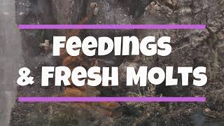 FEEDINGS AND FRESH MOLTS [upl. by Allsun]