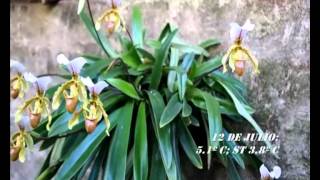 Paphiopedilum Leeanum [upl. by Pattie]