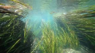 Coastal Mangrove Wetlands  Danghan Xie [upl. by Parker184]