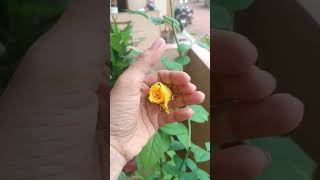 Yellow Rose plzzzsubscribe lovesong trendingshorts ytviralshorts ytchannel newsong flower [upl. by Aletha]