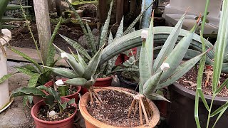 Sansevieria Pinguicula with big pups [upl. by Tarrant]