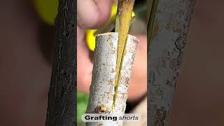 Fruit tree grafting video l grafting shorts [upl. by Osmund]