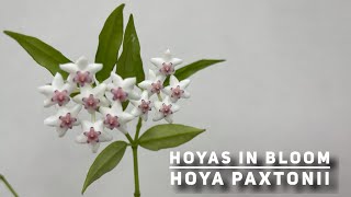 HOYAS IN BLOOM  HOYA PAXTONII [upl. by Ocin]