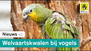 Welzijnsproblemen bij huisdiervogels [upl. by Archibold235]