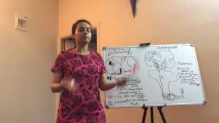 Anatomy of Spinal Cord Part III  by Dr Vijaya [upl. by Rechaba]