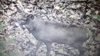 2013 Self Filmed PA Snort Wheeze Buck Double Lung Shot [upl. by Semmes783]