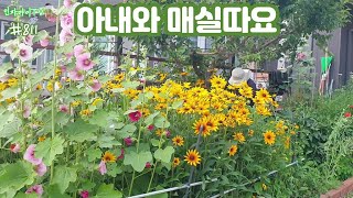 인자마이TV인제자작나무숲마을이야기811아내와 매실따요 [upl. by Leiru]