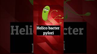 Helicobacter pylori bacteriologia viralH ology microbiology [upl. by Alleusnoc]