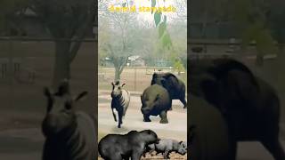 Elephant stampede sound effect 🐘 elephant animals animal shorts animation [upl. by Aicrag]