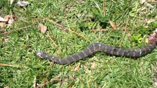 Cotton Mouth Snake  Water Moccasin [upl. by Easton]