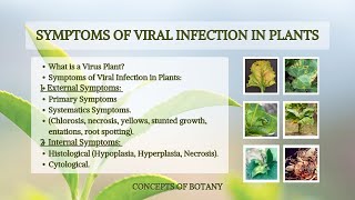 Symptoms of Virus Infection in Plants External amp Internal Symptoms Hindi Urdu Microbiology [upl. by Reinnej]