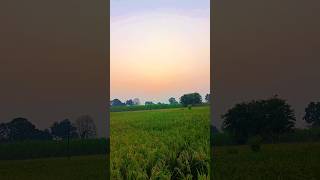 Sunset sunset🤗 farmers farming [upl. by Alleciram]