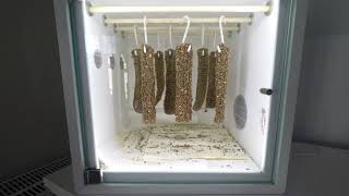 Making more Biltong timelapse [upl. by Ynnig906]