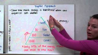 Food Chains Food Webs and Trophic Pyramids [upl. by Eustis810]