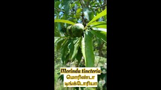 Morinda tinctoria Manjanathi [upl. by Arayk145]