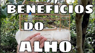 ALHO VERMIFUGO NATURAL PARA SEU PÁSSARO [upl. by Haleelahk]