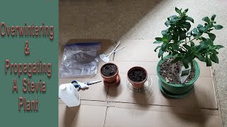 Overwintering amp Propagating Stevia From Cuttings [upl. by Ambrosine739]