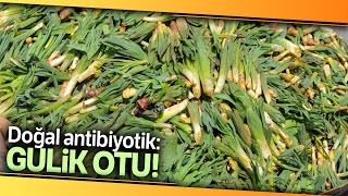 Doğal Antibiyotik Gulik Otu Kadınların Ekmek Kapısı Oldu [upl. by Azilanna]