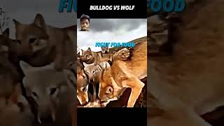 Bulldog vs wolf🐕🐕 [upl. by Lait]