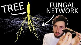 Hidden Mycorrhizal Networks [upl. by Idleman]