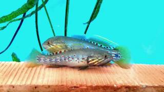 Northern Purple Spotted Gudgeon [upl. by Yvette970]