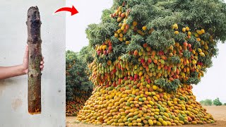 Unique Technique OF cutting mango branches and grafting with Aloe Vera to make it grow faster [upl. by Sokul82]