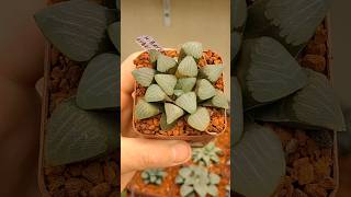 haworthia bayeri hybrida haworthia suculentas [upl. by Yarehs]