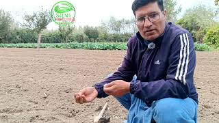 Soil Preparation for Garlic Farming [upl. by Brandise]