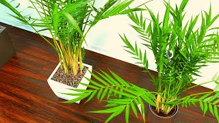 How to Care and Grow Areca Palm in Pots [upl. by Svend451]