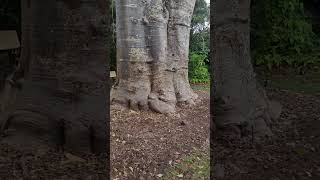 Baobab Tree Adansonia digitata in Fairchild Tropical Botanic Garden [upl. by Yesnyl]