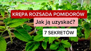 Krępa rozsada pomidorów 🍅 Jak to osiągnąć  7 SEKRETÓW [upl. by Eelatan]