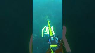 Spearfishing pollock uk with home maid inverted roler speargun [upl. by Nauqad]