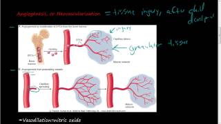 39Angiogenesis and Neovascularization Step 1 of tissue repair [upl. by Devon827]