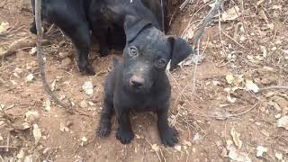 Patterdale TerriersGrimour 10 week old Patterdale hunting for first time [upl. by Jedlicka]