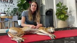 How to test for patella luxation in dogs [upl. by Handel]